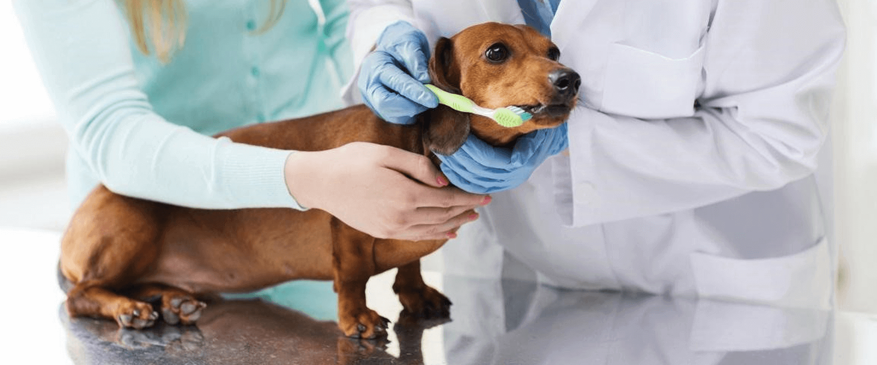 animal dental care